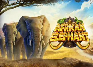 African Elephant - BOYBET168